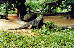 Monitor lizard Singapore Zoo