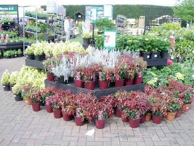 Flower display 4