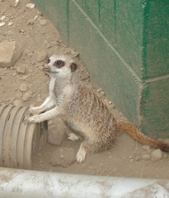 Meerkat