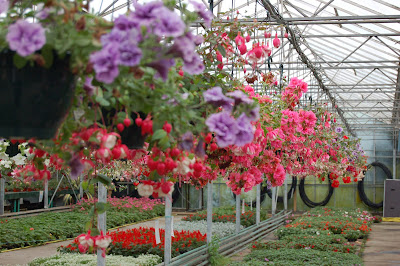 Markham Grange Nursery 1