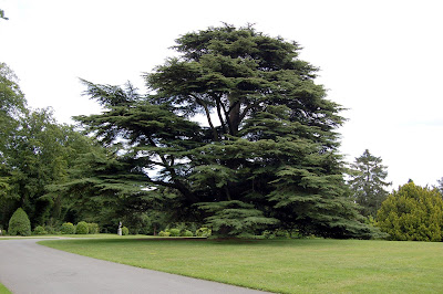 Entrance tree