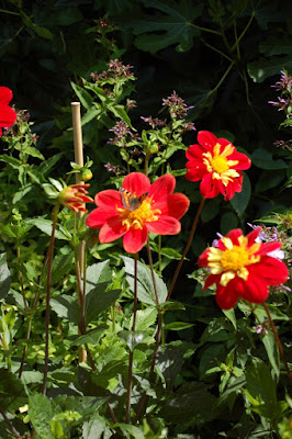 Dahlia and butterfly