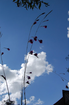 Fishing rod grass with pink flower