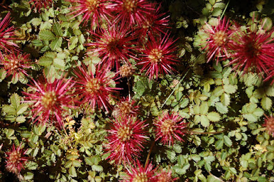 Spiky border plant