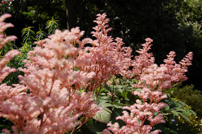 Pink Astilbe flower