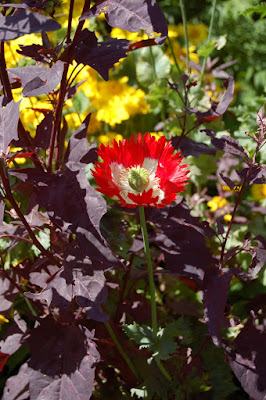 White centred poppy