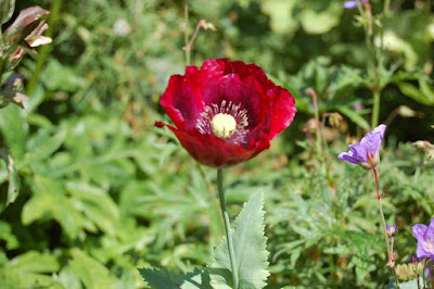 Poppy