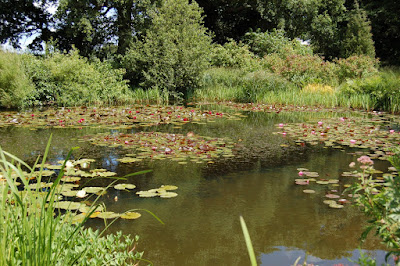 Lilly pond