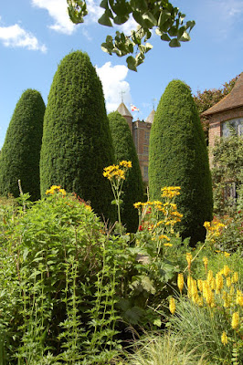 Towering Yews