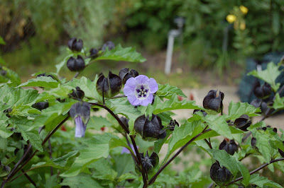 NICANDRA PHYSALOIDES &lsquo;Violacea&rsquo; - Shoo fly plant