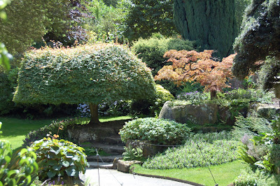 Clipped and shaped acer