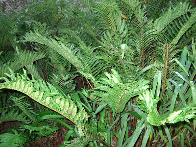 Heligan ferns