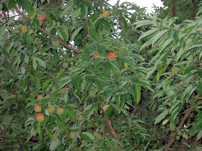Heligan fruit