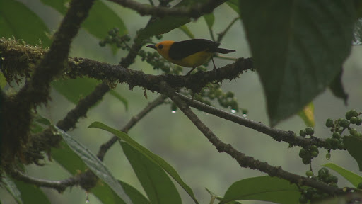 Black-and-yellow_tanager.JPG?imgmax=512 (21781 bytes)