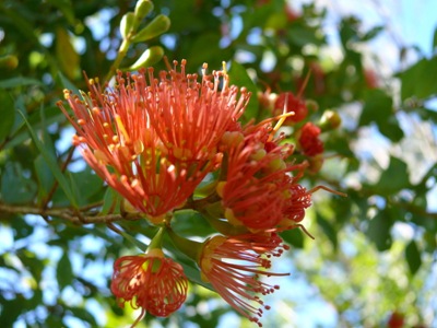 Rata flower