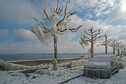 2005年1月瑞士日内瓦湖边冻结的汽车和树
