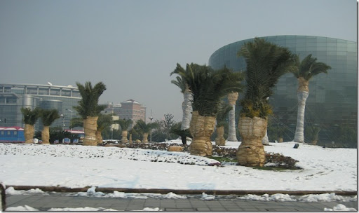 Even the palm trees need coats!!