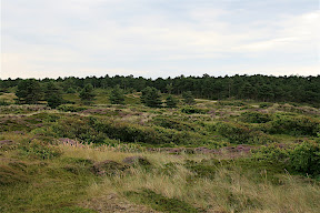 schoorlse duinen