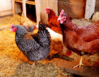 Lovely ladies. Hens chicken around their coop. 