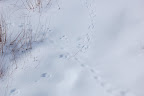 Animal tracks...tiny paw prints...in fresh snow. 