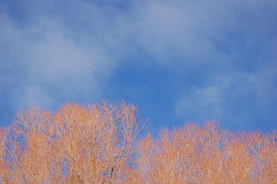 Red branches, blue sky on a cold winter day. 