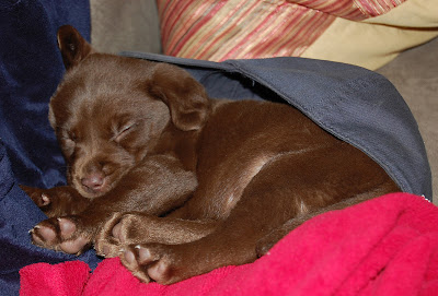 Chocolate lab puppy sleeping in a hat. From CuteOverload.com