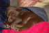 Chocolate lab puppy sleeping in a hat. From CuteOverload.com