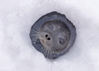 Seal pup peeking out of its ice hole. From CuteOverload.com