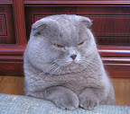 Disapproving gray cat