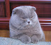 Disapproving gray cat