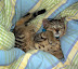 Very cozy twisted kitten sleeping in a colorful plaid blanket.