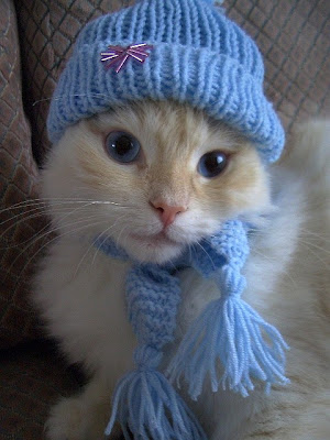 Darling kitten dolled up in her blue hat and scarf. Photo by flickr user mojemi-Monique