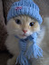 Darling kitten dolled up in her blue hat and scarf. Photo by flickr user mojemi-Monique
