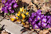 Spring crocuses explode from last fall's leaves. 