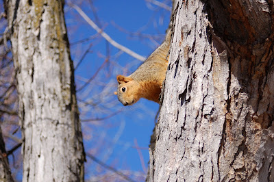What's Up?? Or down...there, where you are. Squirrel says hi.