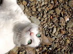 Gracie the cat posing with her amazing turquoise eyes on beach - Mountain Point, near Ketchikan AK