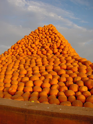 Happy Halloween! Pumpkin pyramid pile in Gilroy, CA. 