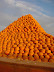 Happy Halloween! Pumpkin pyramid pile in Gilroy, CA. 