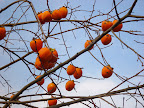 Persimmons on a bare tree, against the sky - Menlo Park, CA. 