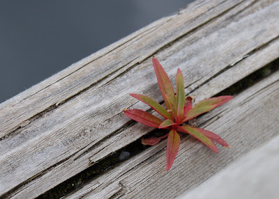 Tiny plant finds a spot to grow on dock in Ketchikan, Alaska. 