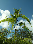 Majestic fern unfurls new fronds toward bright blue Hawaiian sky. 