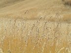 Field grasses in fall. 