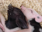 Let's Snuggle! Baby piggies sleeping. 