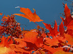 Riot of red - fall maple leaves, intense blue sky. 