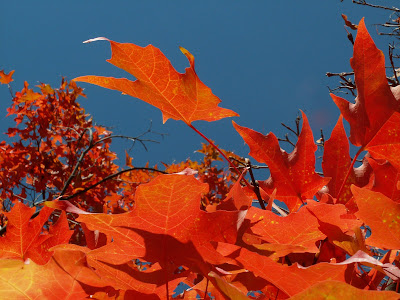 Riot of red - fall maple leaves, intense blue sky. 