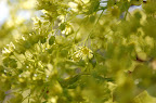 Yellow-green spring blossoms. Boise, Idaho. 