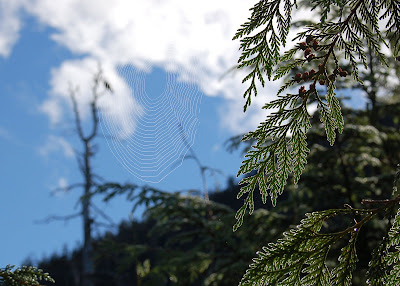 Cedar branches and spiderweb outlined with dew - on Deer Mountain hike, near Ketchikan Alaska. 