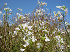 Delicate white wildflowers against blue sky - near Muir Beach, CA. 