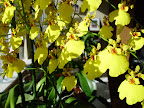 Yellow orchid facing blossoms to the sun - Mill Valley, CA. 