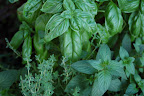 Basil, thyme and mint. 